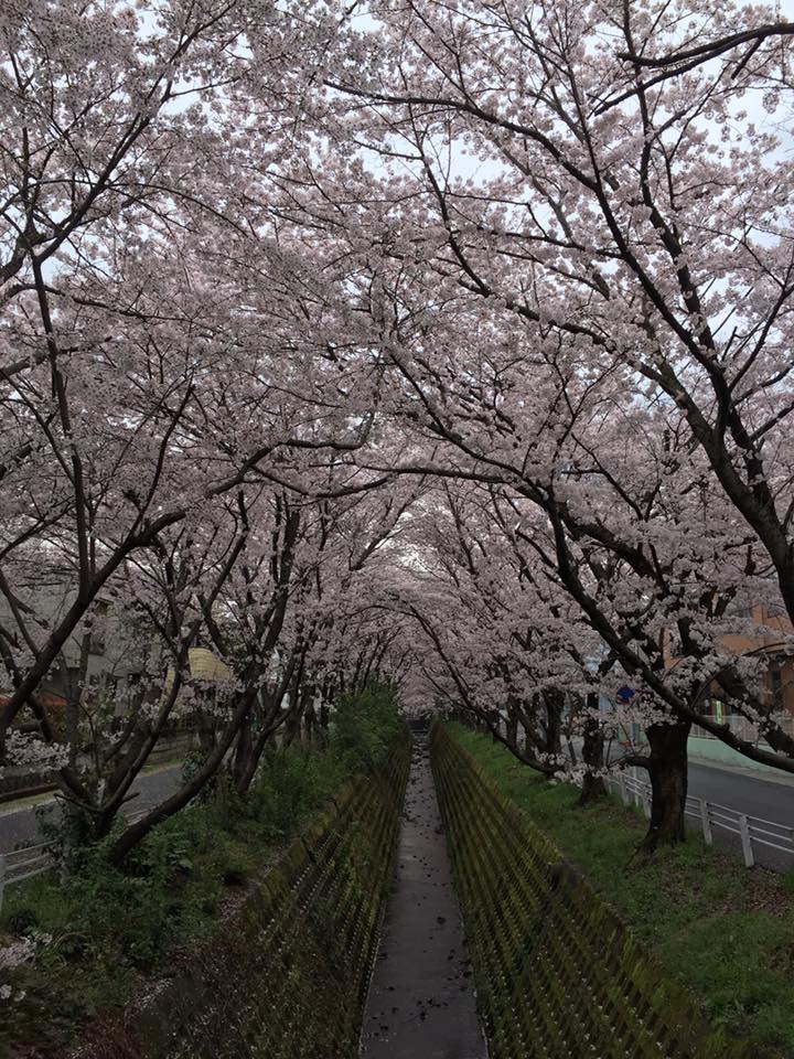 17759884_270332163426918_922349964321779783_n