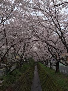 17759884_270332163426918_922349964321779783_n